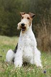 FOX TERRIER 568